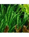 Aponogeton longiplumulosus 4,95 €
