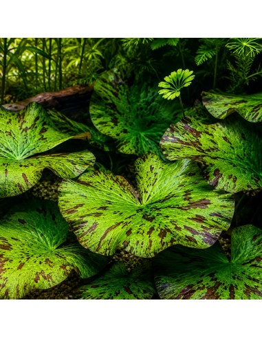 Nymphaea lotus groen knol 5,30 €