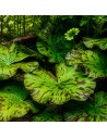 Nymphaea lotus groen knol 5,30 €