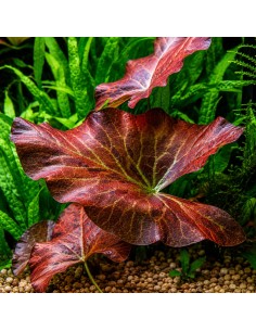 Nymphaea lotus- Tropica 11,95 € Tropica