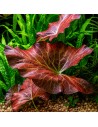 Nymphaea lotus- Tropica 11,95 € Tropica