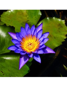Nymphaea micrantha