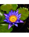 Nymphaea micrantha