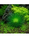 Eriocaulon cinereum - In Vitro Cup Tropica 6,25 € Tropica