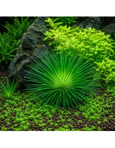 Eriocaulon cinereum In Vitro Cup - Aquabota.com
