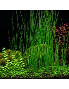 Eleocharis montevidensis- Tropica 6,80 € Tropica