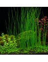 TROPICA Eleocharis montevidensis - Aquabota.com