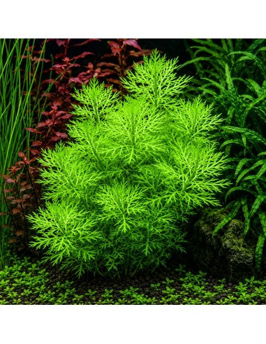 Hottonia palustris- Tropica 5,99 € Tropica