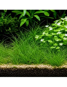 Eleocharis parvula  - 2