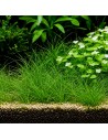 Eleocharis parvula - In Vitro Cup 5,75 €