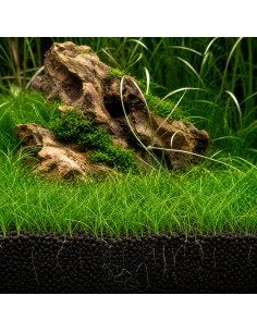 Eleocharis pulsiva In Vitro Cup - Aquabota.com