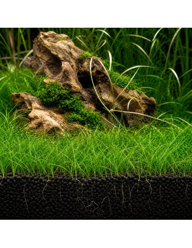 Eleocharis pulsiva - In Vitro Cup 5,75 €