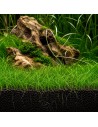 Eleocharis pulsiva - In Vitro Cup 5,75 €