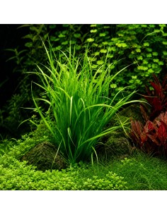Helanthium tenellum  - 2