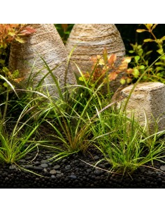 Helanthium tenellum 'Red' - In vitro 5,00 €