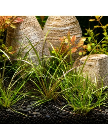 Helanthium tenellum 'Red' - In vitro Dennerle plants - 1