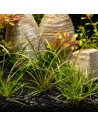 Helanthium tenellum 'Red' - In vitro Dennerle plants - 1