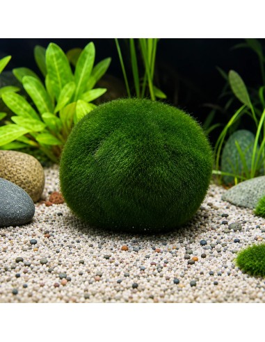 Aegagropila linnaei Dennerle Plants  2,50 €