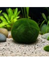 Aegagropila linnaei Dennerle Plants  2,50 €