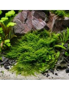 Riccardia Chamedryfolia - Coral Moss invitro 5,00 € Dennerle