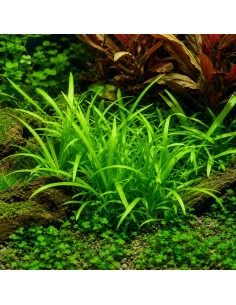 Sagittaria subulata  - 2