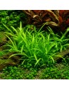 Sagittaria subulata  - 2