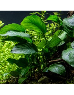 Anubias barteri - Aquabota.com