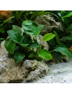 Anubias barteri var. nana - Aquabota.com