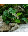 Anubias barteri var. nana - Aquabota.com