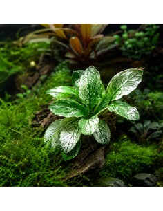 Anubias nana pinto - Aquabota.com