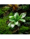 Anubias nana pinto - Aquabota.com