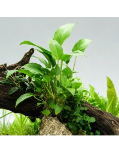 Anubias gracilis - Aquabota.com