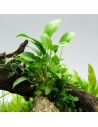 Anubias gracilis 4,65 €