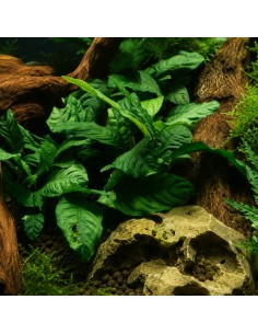 anubias coffeefolia - Aquabota.com
