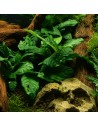 anubias coffeefolia 4,95 €