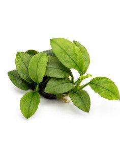 Anubias nana 'Jade' Dennerle plants - 1
