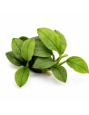 Anubias nana 'Jade' Dennerle plants - 1