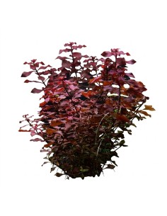 Ludwigia sp. 'Mini Super Red' 3,35 €