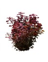 Ludwigia sp. 'Mini Super Red' 3,35 €