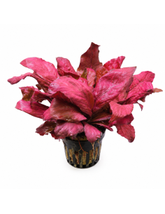 Lysimachia parvifolia(Samolus parviflorus red)