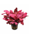 Lysimachia parvifolia (Samolus parviflorus red)