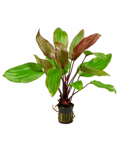 Echinodorus 'Fantasy' 3,50 €
