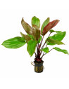 Echinodorus 'Fantasy' 3,50 €