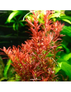 Rotala species Blood red SG 5,95 €