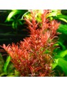 TROPICA Rotala rotundifolia 'Blood Red' 1-2-Grow! limited edition - Aquabota.com