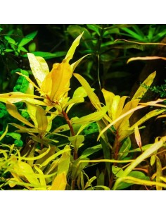 Nesea pedicellata ‘Golden’ 3,75 €