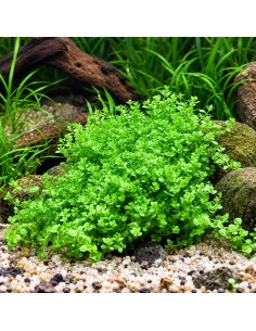 Hemianthus callitrichoides - Aquabota.com