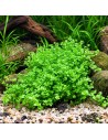 Hemianthus callitrichoides 3,50 €
