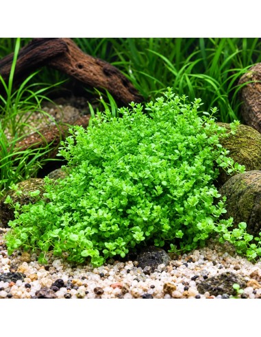Hemianthus callitrichoides 'Cuba' - In Vitro Cup Tropica 6,25 € Tro...