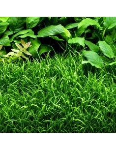 Lilaeopsis brasiliensis- Tropica 5,59 € Tropica